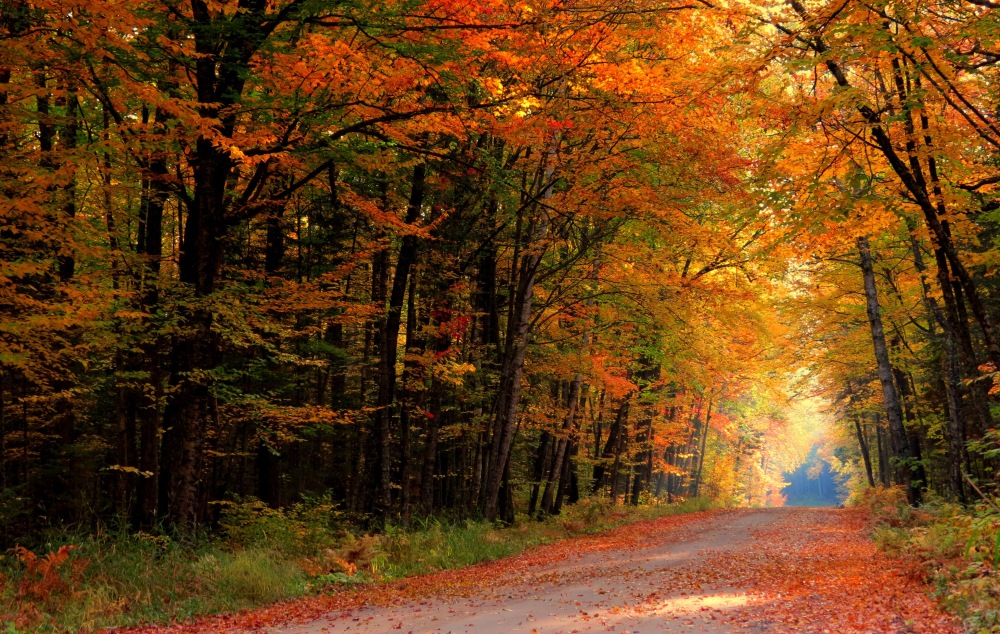The-road-through-the-autumn-forest